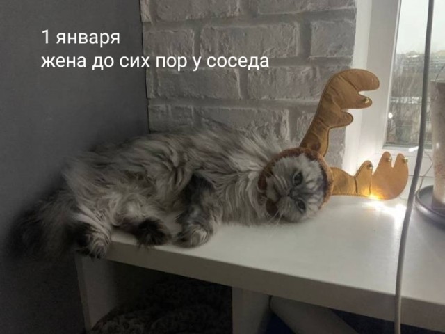 Кошатникам