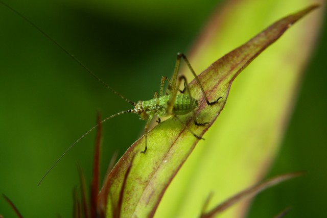 Про макросъемку и Tamron 90/2.8