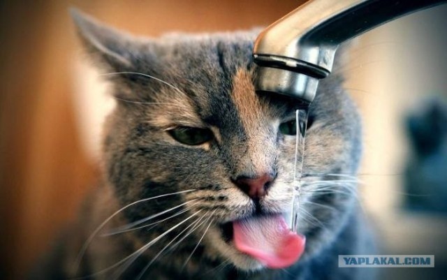 Коты под валерьянкой