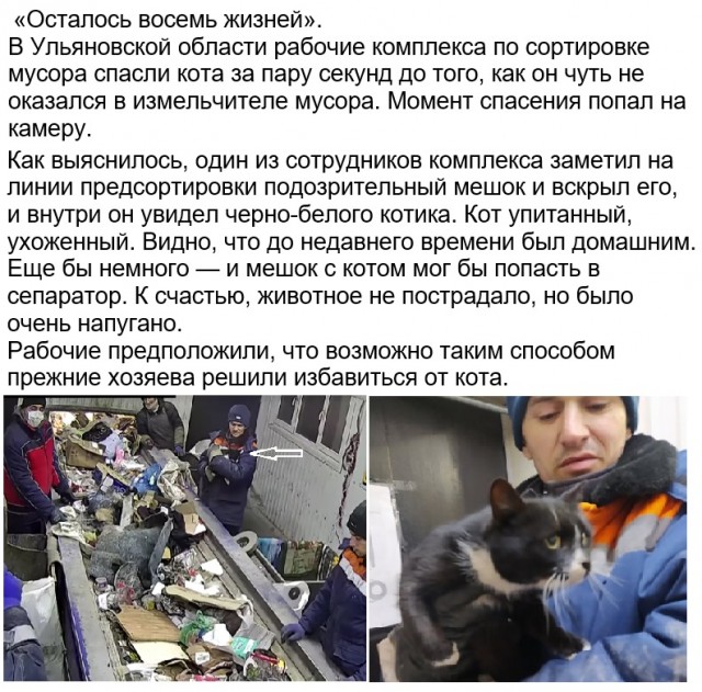 Картинки с котами и про котов