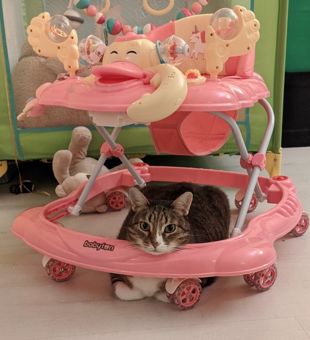 Котовторник же!