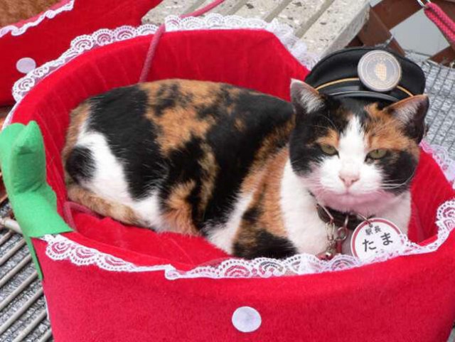 Как в Японии бродячая кошка спасла от банкротства железнодорожную станцию и стала смотрителем