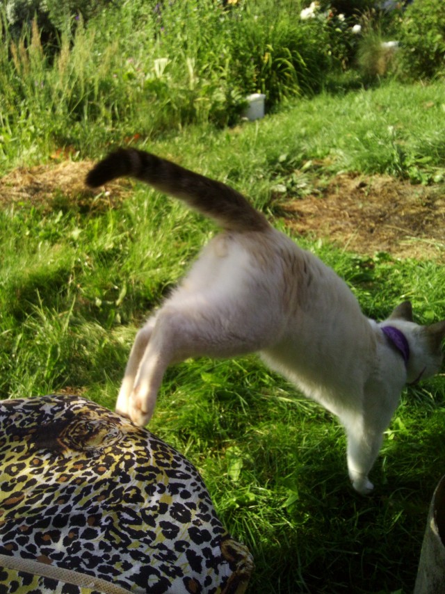 Хоба! Котовторник!