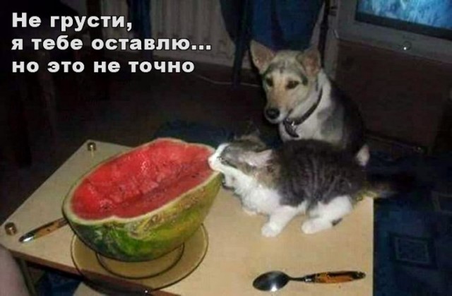 Злые котики - к последнему летнему котовторнику