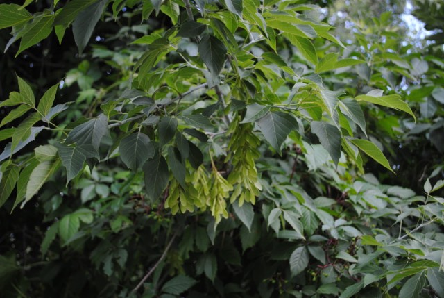 Осторожно: растения-агрессоры! Иноземные захватчики с других континентов