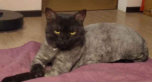 Котовторник