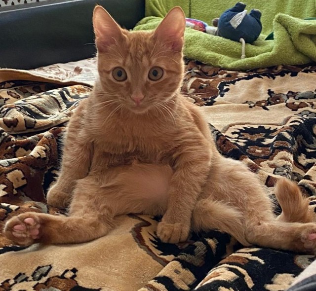 К котовторнику