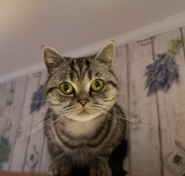Котовторник так котовторник