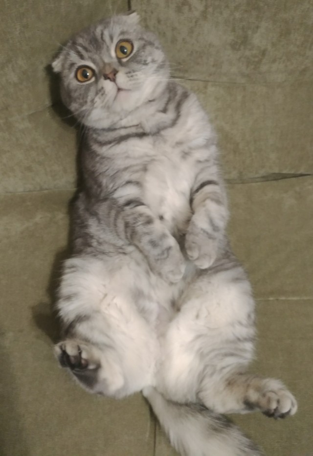 Котовторник 21.12.21