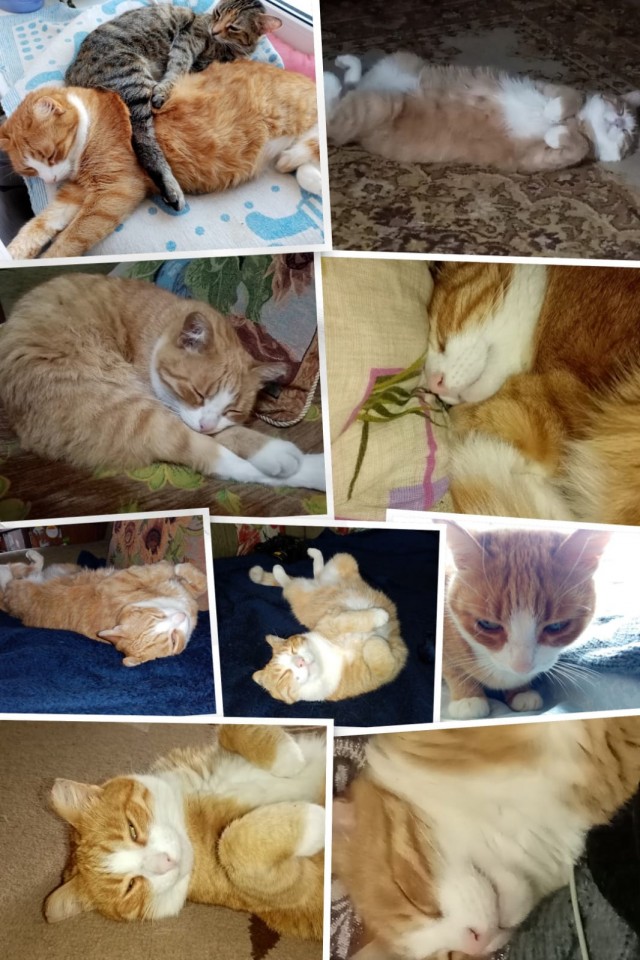 Котовторник - по расписанию!