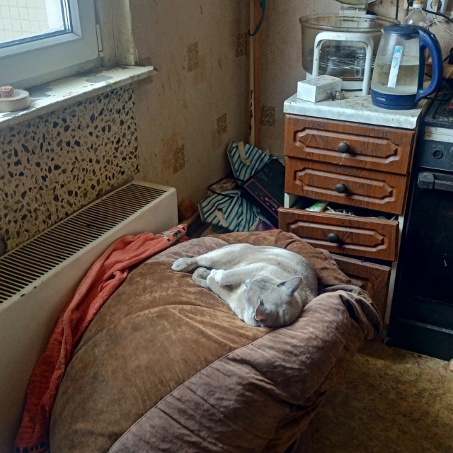 Котовторнику посвящается