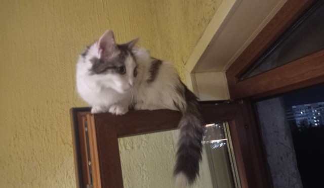 Кот-компаньон