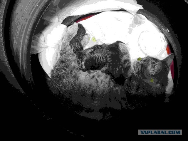 ЯПовцы Москвы посмотрите тему