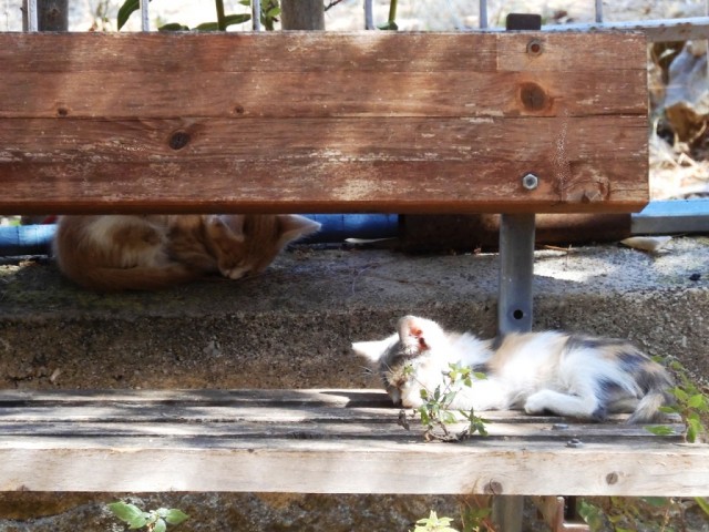 Котовторник. Немного сицилийских котов.