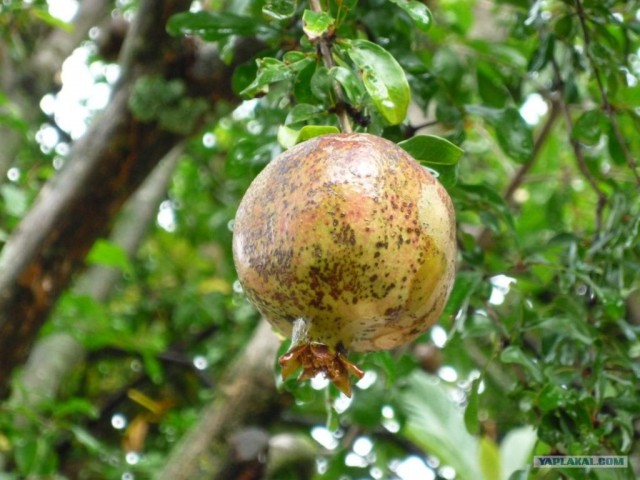 Абхазия там где....