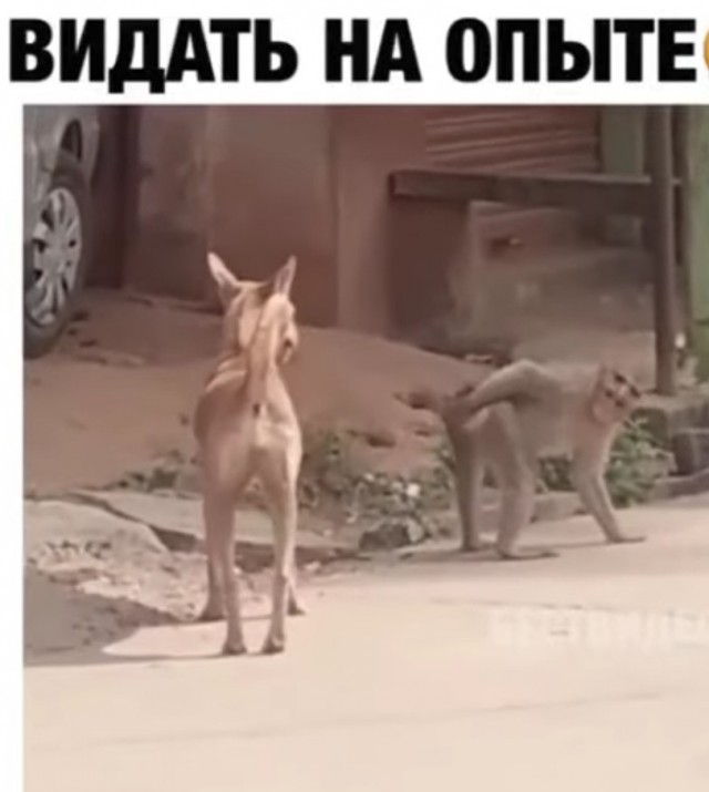 Не дала кусануть