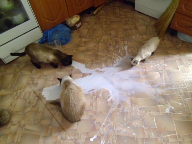 Молоко! Я сойду с ума!