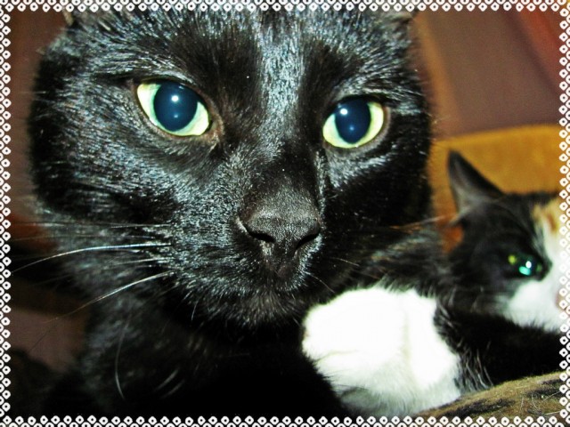 Котовторник 16.04.2013