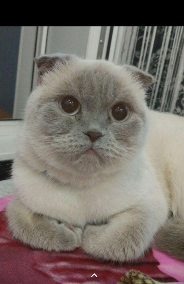 Моя красотка