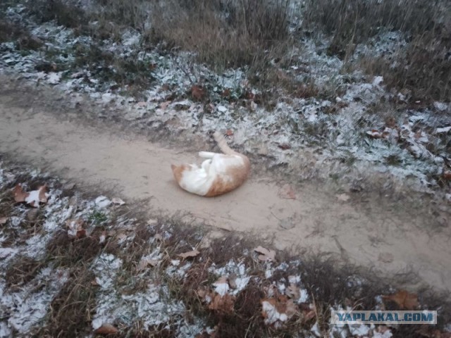 Жизнь домашнего приюта для котеек 472