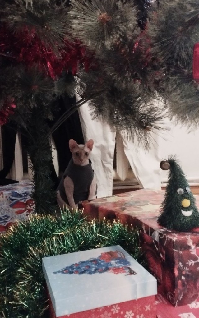 Новогодний кот
