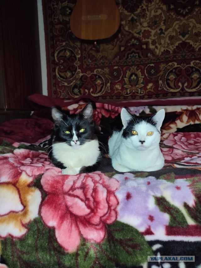Котовторник уже пришёл?