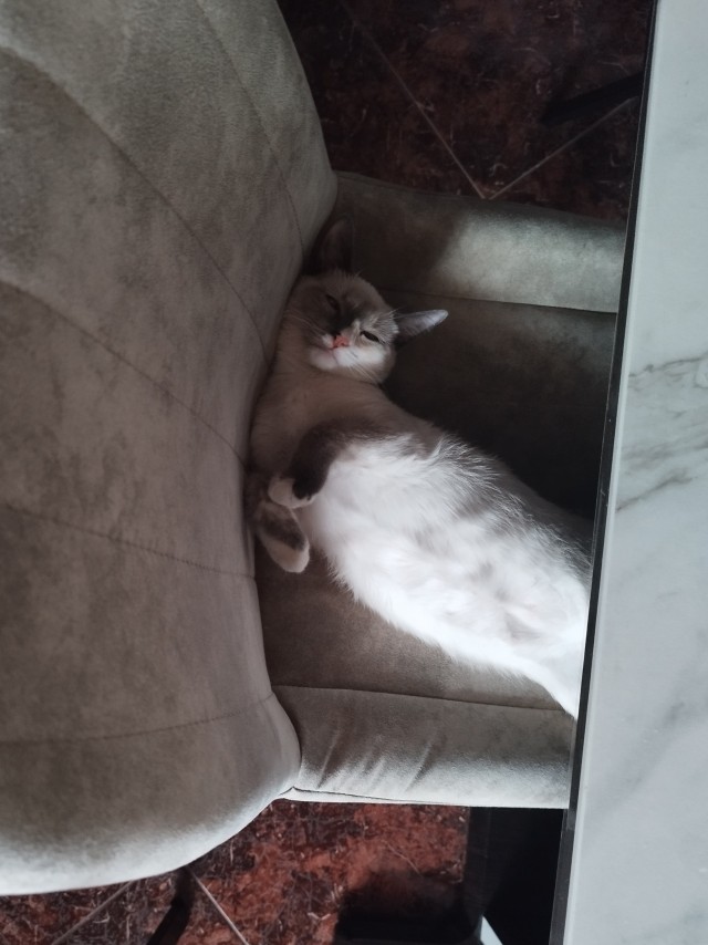 Всех с котовторником
