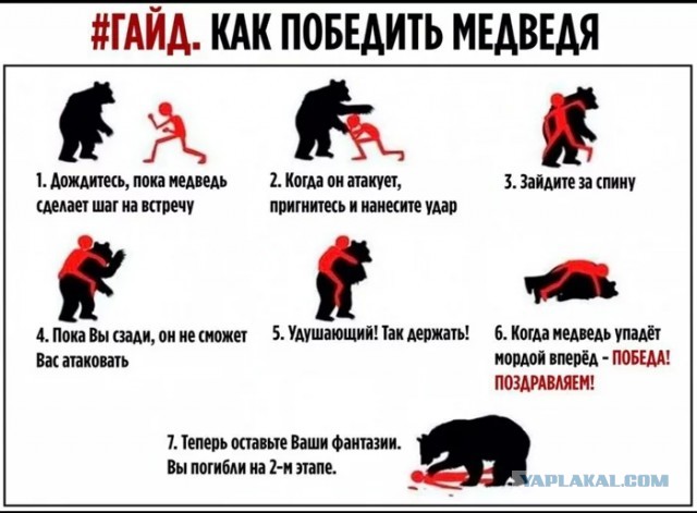 В Приморье охотник стал жертвой медведя