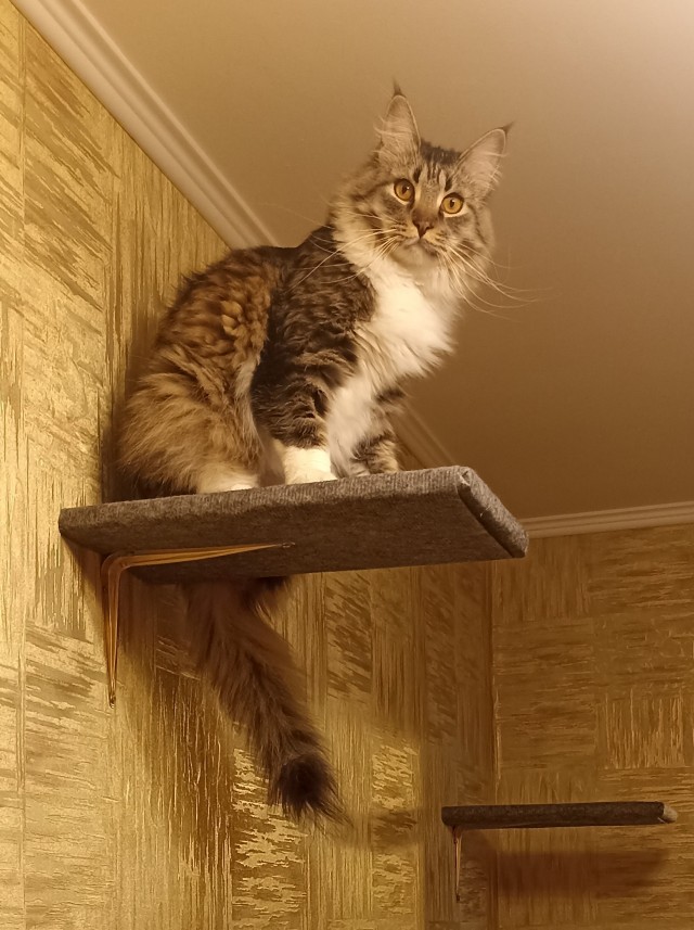 Есений (котовторник)