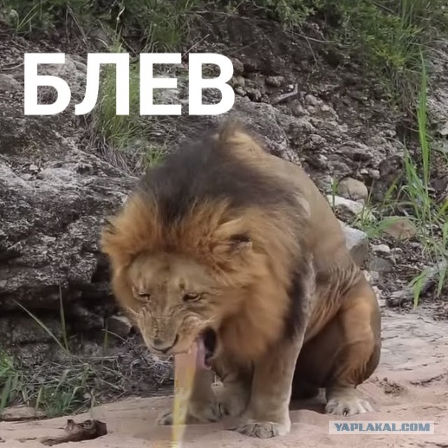 Деградильня