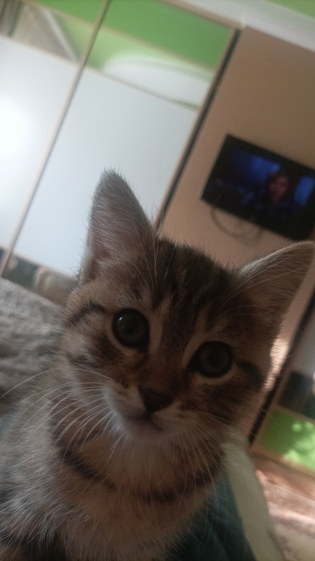Моя жена не умеет фоткать кота