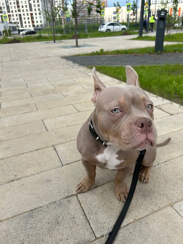 Собакочетверг