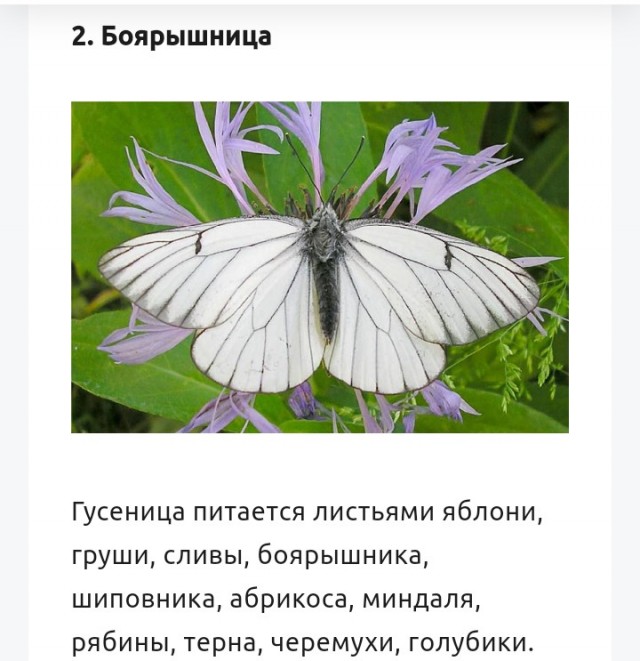 Самые опасные бабочки