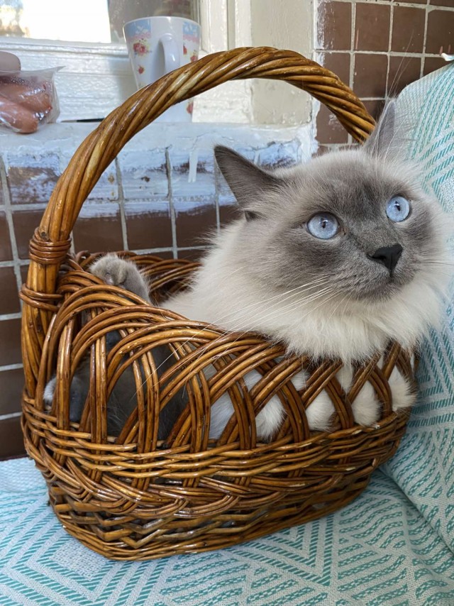 К котовторнику