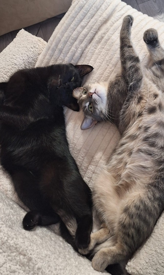 Котовторник.Наши модели