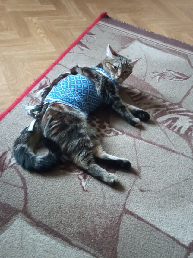 Котовторник 21.10.2025