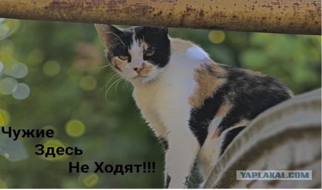 Котовторник 21.10.2025