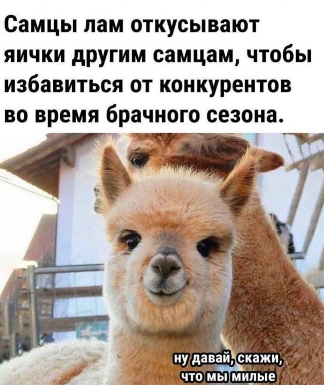 Международная панорама