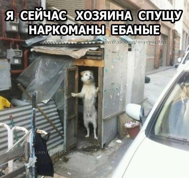Ты зачем е*ал гусей ?!