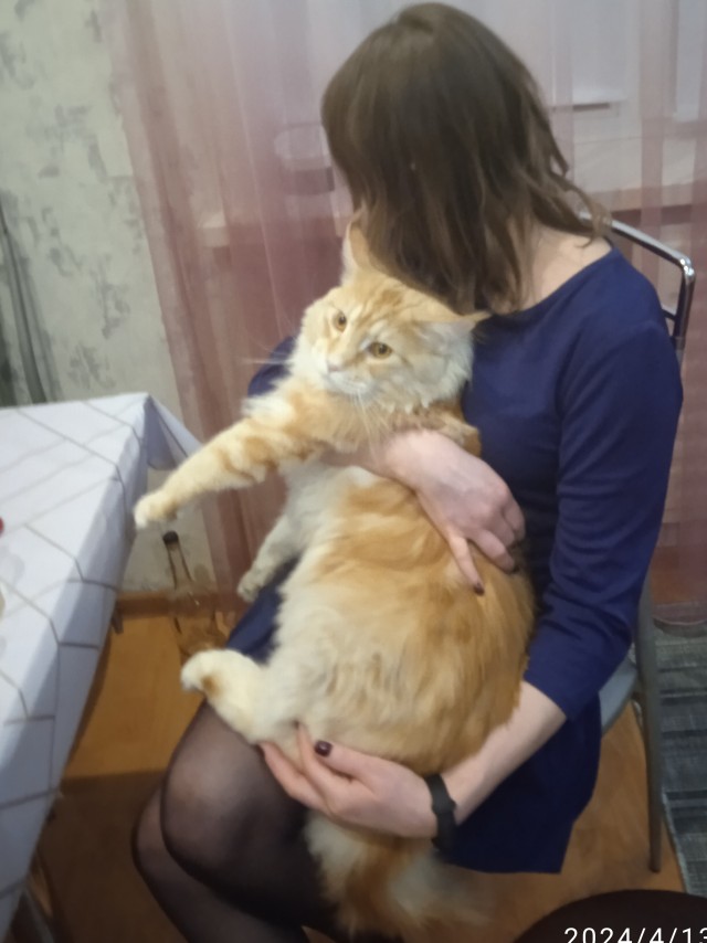 Кот, гавно и фторник на ЯП-е.