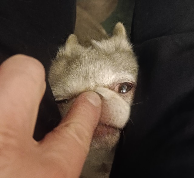 Медальон