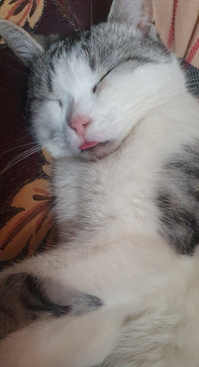 К котовторнику: знакомтесь: Сёма