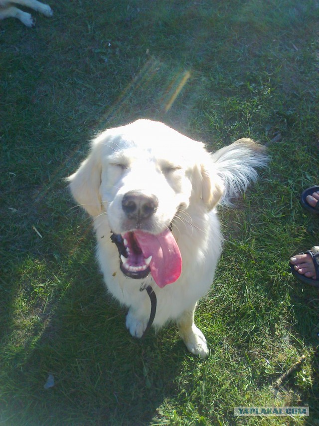 Собакочетверг на 02.01.2014