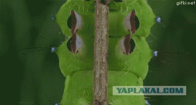 Ручные, совсем ручные!
