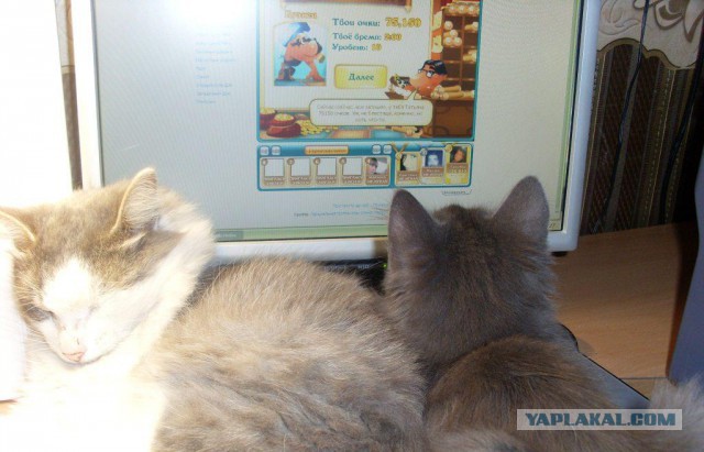 Котовторник 04.03.2014