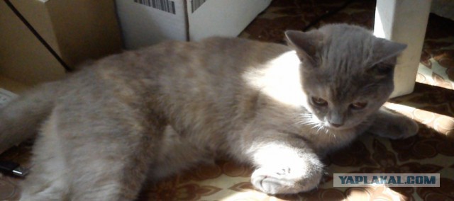 Котовторник   15.04.2014