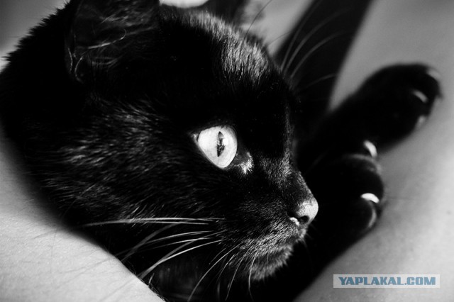 Котовторник 6.05.2014