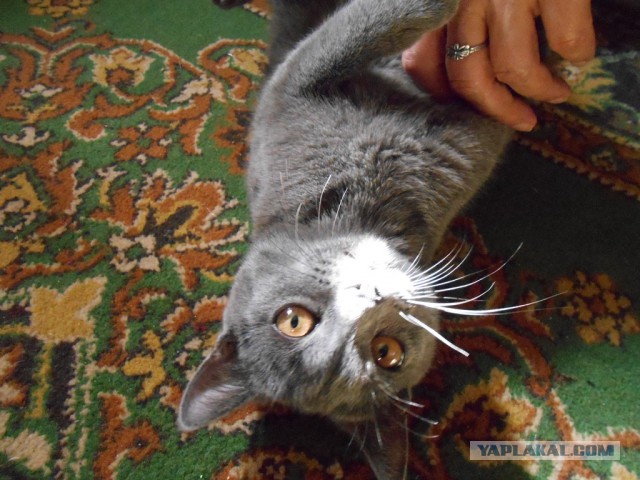 С Котовторником!