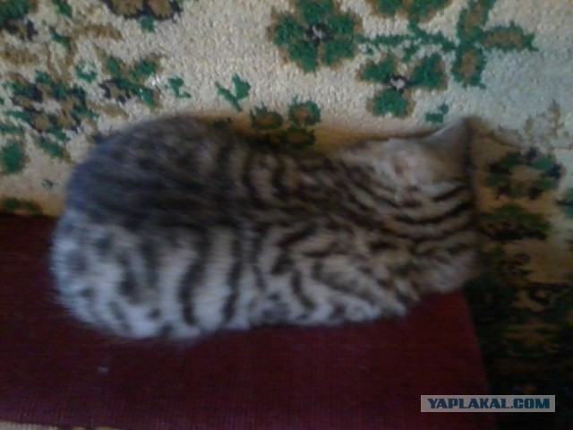 Котовторник 10.06.2014