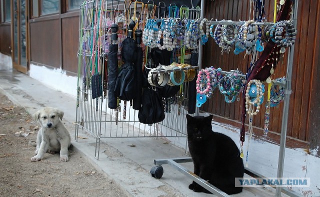 В Египте очень странные коты